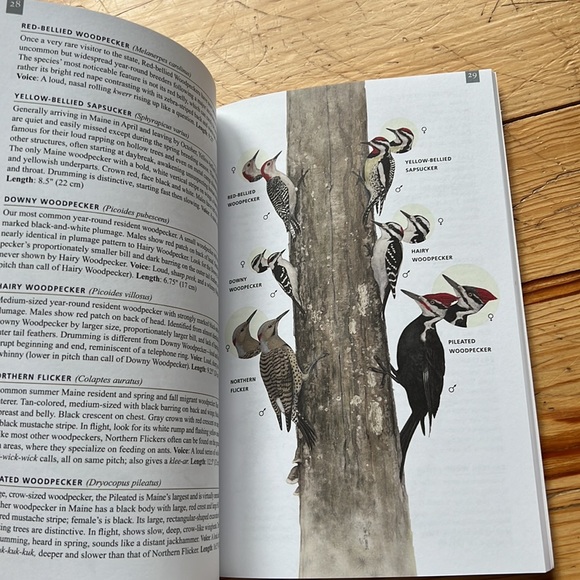 Maine’s Favorite Birds & Birds of North America Books - Picture 12 of 16
